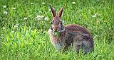 Bunny Eating The Yard_DSCF4109